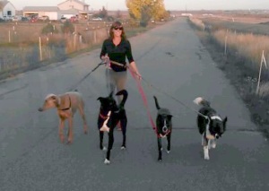Dog Walking
